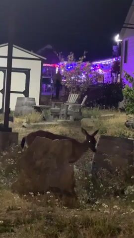 A deer is in a yard at night, partially obscured by a large rock and some plants. The deer is facing to the right, with its head down, appearing to be eating. Its eyes are reflecting light, giving them a greenish-yellow glow. In the background, there are buildings adorned with colorful string lights, some appearing to be red, white, and blue, and others purple. There are also outdoor chairs and wooden barrels visible. The lighting suggests it is nighttime.