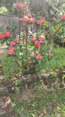 Morning garden walk documented in Ubud District, Indonesia