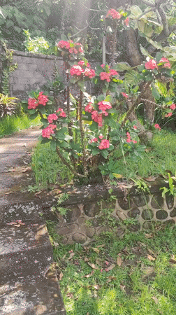 Morning garden walk documented in Ubud District, Indonesia
