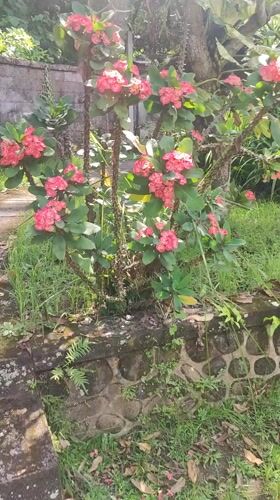 Morning garden walk documented in Ubud District, Indonesia