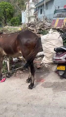 The video shows a series of scenes from what appears to be a residential area or small town. The first shot is of a brown mule standing on a partially paved area next to a patch of dirt and debris. A man in a blue shirt and brown pants is then shown using a tool to dig in the dirt. The camera then pans across the street, showing a concrete road with sewer grates and an electrical pole. Finally, a woman in a long, patterned dress and sunglasses is seen standing on the sidewalk, looking toward the camera. There are parked motorcycles in the background. The overall environment seems somewhat cluttered, with construction debris and utility infrastructure visible.