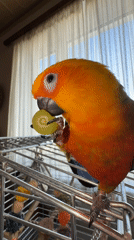 Parrot and dog spotted in early morning Khimki home