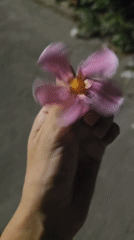 Picking oleander blooms on a Salerno street at night