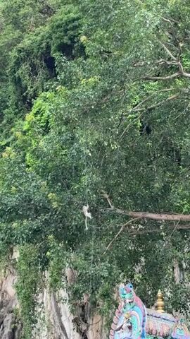 The video captures a small, light-colored monkey in a lush, natural environment. The monkey, which appears to be a long-tailed macaque, is predominantly beige or light brown with a paler underside and a long, slender tail. It is seen clinging to and slowly maneuvering along a thin, light-colored rope or wire that extends vertically through the dense canopy of a large tree.

The monkey uses its limbs to grip the rope securely, displaying its agility as it hangs suspended amidst the green leaves. The background is dominated by a vibrant green tree canopy with numerous branches and foliage, indicative of a heavily vegetated area. Beyond the trees, a rugged, rocky cliff face, partially covered with greenery, is visible, suggesting a mountainous or hilly landscape. In the lower right corner, a glimpse of an ornate, brightly colored structure, adorned with intricate designs in blues, reds, and yellows, can be seen, hinting at the presence of a temple or religious edifice.

The scene takes place during the daytime, under what appears to be clear weather conditions. There is no visible text in the video. The monkey's actions demonstrate its natural climbing abilities within its habitat, possibly interacting with human-introduced elements like the rope, in a setting close to Selayang Municipal Council, Malaysia.