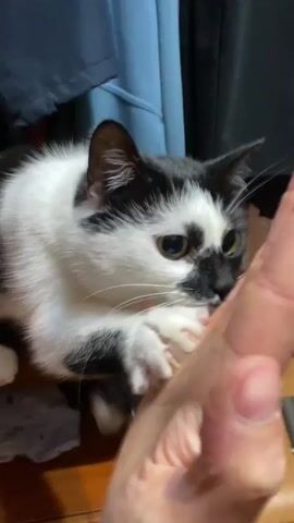 A black and white cat is in the foreground with its paws extended towards a person's hand. The cat appears to be sniffing the hand. The background consists of dark fabric drapes and a wooden surface, likely a table or shelf. A portion of the person's hand is visible, with a thumb and fingers extended.