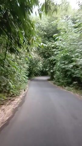 A video shows a road lined with bamboo trees. The road curves to the right and is paved. Sunlight filters through the dense bamboo canopy, creating dappled light on the road. A person is seen riding a motorcycle down the road in the distance, moving away from the camera. The video appears to be shot from a moving vehicle traveling on the road.