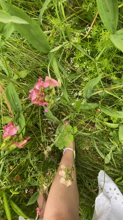 Lazy summer morning in a Russian wildflower meadow