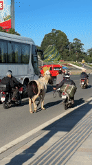 Evening life around Da Lat's Xuan Huong Lake features recreation, horses