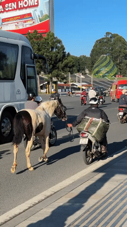 Evening life around Da Lat's Xuan Huong Lake features recreation, horses