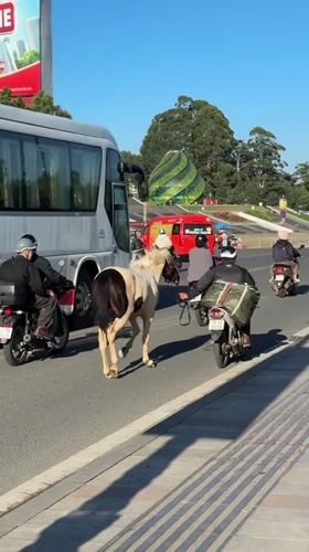 Evening life around Da Lat's Xuan Huong Lake features recreation, horses