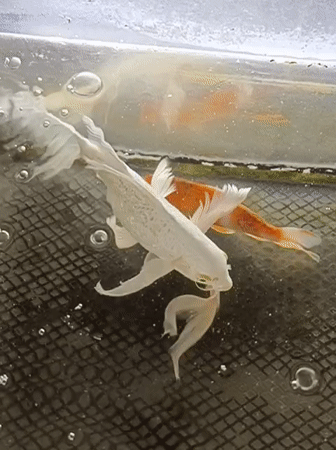 Three koi fish in a shallow tank near a mosque in Indonesia
