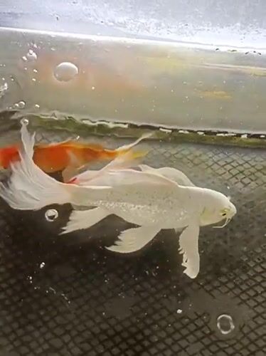 Three koi fish in a shallow tank near a mosque in Indonesia