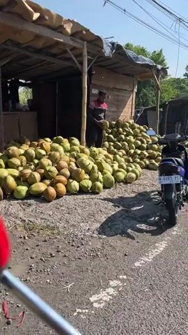 The video shows an outdoor scene with a large pile of coconuts. A man in a dark shirt and red-sleeved jacket is standing next to a wooden structure, holding a coconut. The structure appears to be a makeshift stall or shop. A motorcycle with a blue license plate is parked on the right side of the frame. The ground is covered with gravel and dirt. The area is sunny, suggesting a warm climate. The overall impression is of a roadside vendor selling coconuts.