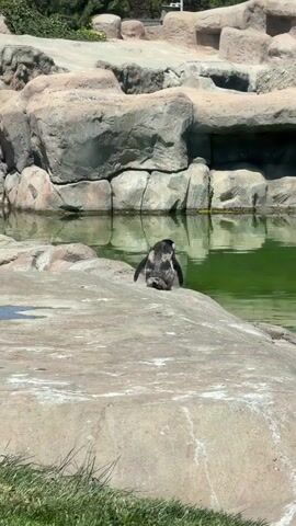 A penguin is perched on a light-colored rock next to a body of green-tinged water in a zoo enclosure. In the background, there are large, grey artificial rock formations. The penguin is mostly black and white, with some brownish-grey feathers, possibly indicating molting or distinct plumage. It initially faces right, then slowly turns its head to look towards the left, exposing its white chest and black facial markings. The sun is shining brightly, casting clear light on the scene. Human voices can be heard in the background.