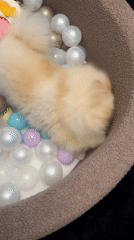 Pomeranian plays in colorful ball pit in German town