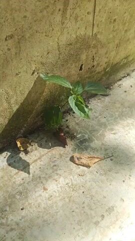 A small green plant with several leaves is growing out of a crack between a textured, yellow-beige wall and a light-colored concrete surface. The concrete is cracked in places and has a rough texture. Two dried brown leaves are lying on the concrete near the plant. Sunlight is casting shadows on the wall and the concrete. The camera is positioned close to the ground, looking slightly upwards at the plant. The video is short and shows no movement or action, other than the implied growth of the plant over time.