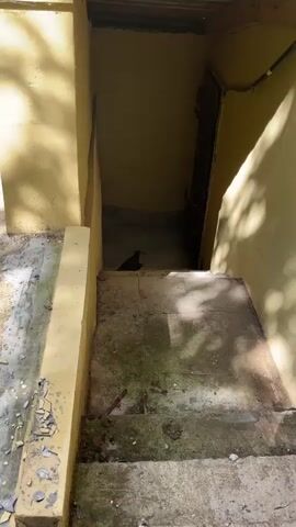 The video shows a pigeon standing on a concrete staircase leading down into a dimly lit, yellow-walled entryway. The pigeon is facing away from the camera and appears to be stationary. The stairs are cracked and have some moss growth. The environment suggests an outdoor or semi-outdoor area, possibly a back entrance or a basement access. The lighting is natural, with shadows cast on the stairs.