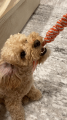 Poodle tears it up with rope toys inside a Cherepovets apartment