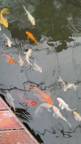 The video shows a pond with many koi fish of varying colors swimming near a wooden edge. The fish are predominantly white, orange, and yellow. The water is dark and reflects the surrounding environment, creating wavy patterns on the surface. The wooden edge is composed of planks, providing a frame for the scene. The overall ambiance is tranquil and peaceful.