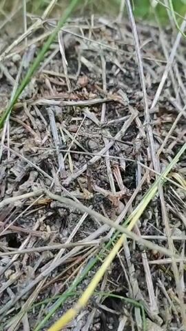 The video shows a close-up, low-angle view of an anthill. The surface of the anthill is composed of a dense collection of dried grass, twigs, and soil. Numerous ants are visible moving across the surface and in and out of small openings. The ants appear to be carrying small pieces of debris. The environment is outdoors, with some green grass blades visible in the foreground and background. The lighting is natural, suggesting daylight. The camera is static, focusing on the activity of the ants.