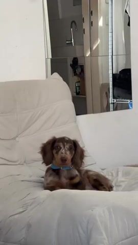 A miniature dachshund with merle coloring and long brown fur is lying on a white upholstered couch. The dog is wearing a blue collar and looking towards the camera. Behind the dog, a wall is visible, with a large mirror reflecting a bathroom sink and faucet, as well as part of a closet or wardrobe. The lighting suggests it is daytime.