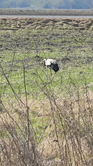 Spring stork sightings and domestic life documented in Belarus village