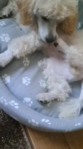 A light-colored poodle puppy with curly fur is lying on its back in a gray dog bed adorned with white paw prints. The puppy is resting on a gray cushion with white paw prints. The puppy's front paws are resting on its chest, and its hind legs are extended. The puppy appears to be looking around its surroundings. The dog bed is on a wooden floor.