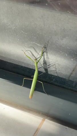A vibrant green praying mantis clings to a reflective glass surface, casting a distinct shadow. The mantis is positioned vertically, with its characteristic raptorial forelegs raised in a praying stance. The background consists of a dark frame and a light-colored tiled floor. The scene is well-lit, highlighting the texture of the glass and the details of the insect's body.