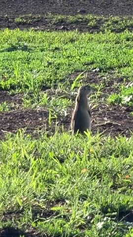 A prairie dog stands upright in a field of green grass and dirt. The prairie dog is facing to the right and appears to be looking up. The background is out of focus and shows a dark, earthy surface, possibly a plowed field. The lighting suggests it is daytime, with sunlight illuminating the grass. The prairie dog is the sole subject in the frame.