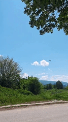 White storks spotted in rural area during morning hours