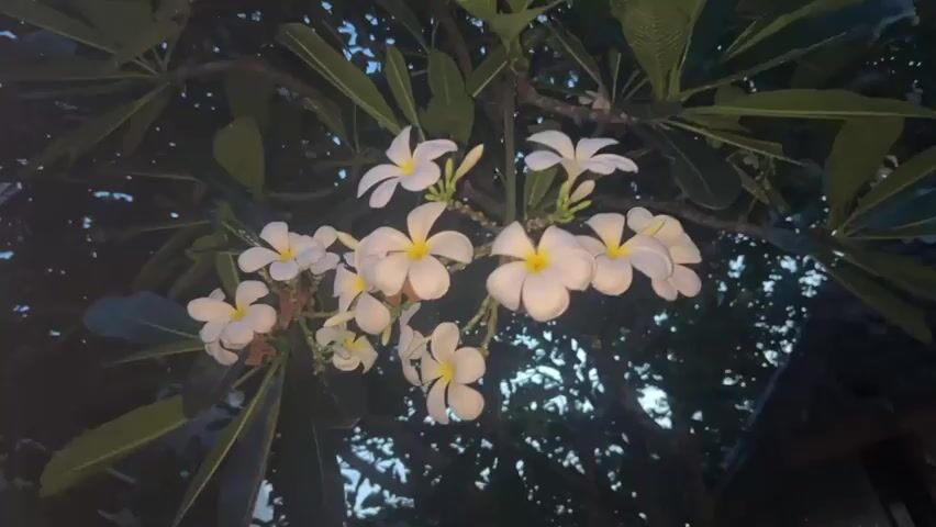 The video shows a close-up shot of a cluster of white and yellow Plumeria flowers blooming on a tree at night. The flowers are the main focus, with their petals and yellow centers clearly visible against the dark background of leaves and branches. There is a roof visible in the background, but it is out of focus. The lighting is dim, highlighting the flowers and casting shadows on the foliage.