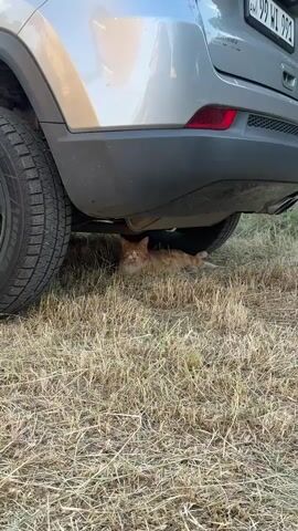 A ginger cat is lying on dry grass under the chassis of a silver SUV. The cat is facing the camera and appears to be resting. The area is outdoors, with dry, yellowed grass covering the ground. The bottom portion of the SUV, including a tire and part of the bumper and undercarriage, is visible. The license plate of the SUV is partially visible at the top right of the frame. The lighting suggests it is daytime, likely outdoors in a natural setting.
