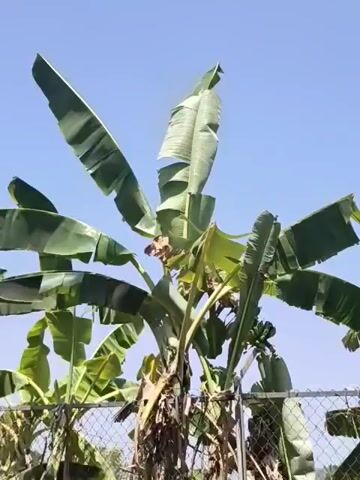 A video shows banana trees against a clear blue sky. The trees have large green leaves, some of which are tattered and torn. A wire fence is visible in the foreground, with some dead vegetation hanging from it. The leaves of the banana trees are rustling and moving, suggesting a gentle breeze. The video is shot from a low angle, looking up at the trees.