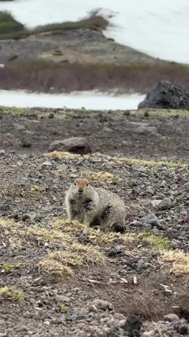 A medium shot captures a furry, light brown animal with a darker patch of fur on its head and tail, sitting on rocky ground. It is facing the camera, with its mouth slightly open. The ground is covered in dark grey pebbles and scattered patches of dry grass. In the background, a snowy landscape with scattered rocks and some reddish-brown vegetation is visible, under a cloudy sky. The animal then lowers its head and disappears into a hole in the ground. The camera pans up to reveal more of the snowy mountainous terrain.