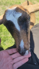 Friendly goat in a sunny Russian field, up close