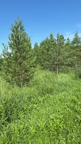 The video displays a natural outdoor scene on a clear day with a bright blue sky. The foreground is dominated by lush, green grass and various plants, some of which are taller than others. In the mid-ground and background, several coniferous trees, appearing to be pine trees, are visible. The trees vary in size and density, creating a backdrop of green foliage against the sky. The camera appears to be stationary, capturing a static view of the landscape. No people or animals are visible in the frame. The overall impression is one of a peaceful, overgrown natural environment.