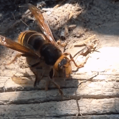 Morning wildlife and sunlight documented in Новостройка, Russia