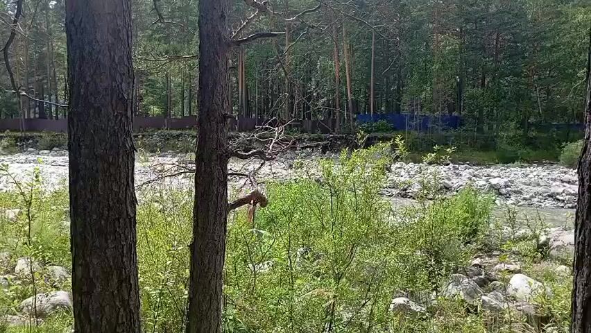 The video shows a wooded area with a river in the background. Two pine trees are in the foreground, with branches extending across the scene. The riverbed is filled with rocks, and lush green vegetation grows along the banks. In the distance, a fence can be seen, possibly marking a boundary. The overall atmosphere is natural and serene, suggesting a peaceful outdoor environment.