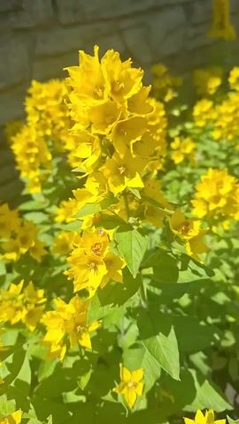 The video is a close-up shot of yellow flowers in bloom, with green leaves and a brick wall in the background. The flowers are clustered together on tall stalks, and the sunlight is highlighting their bright yellow petals. Some of the flowers are in full bloom, while others are still buds. The overall impression is one of a vibrant and healthy garden.