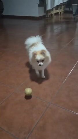 The video shows a small fluffy white and tan dog standing on a tiled floor. A tan ball is on the floor in front of the dog. The dog looks at the ball and then looks down at it. The dog's tail is up and bushy. The floor tiles are reddish-brown and square with grout lines. The lighting is dim.