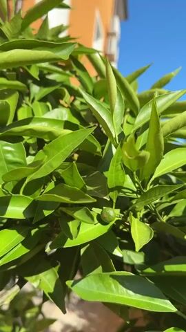 The camera zooms in on a small, green citrus fruit growing amongst the lush, green leaves of a citrus tree. The background shows a building with an orange facade and a clear, blue sky. The shot is well-lit, highlighting the vivid colors of the leaves and fruit.