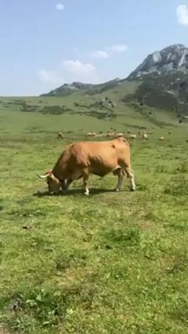 The video shows a grassy field in a mountainous region. Several cows are grazing in the field. In the distance, there is a lake and some people standing near the water. The sky is blue with some clouds. The camera pans across the scene, showing the landscape and the cows.