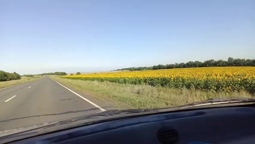 The video is shot from the perspective of someone inside a vehicle, looking out through the windshield. The vehicle is driving on a paved road, which curves slightly to the left in the distance. To the right of the road, a vast field of bright yellow sunflowers stretches as far as the eye can see, bordered by a line of trees on the horizon. The sky is a clear, pale blue, with no clouds visible. The dashboard of the vehicle is visible in the foreground, with some reflections on the windshield. The overall impression is of a sunny day in the countryside, driving past a field of blooming sunflowers.