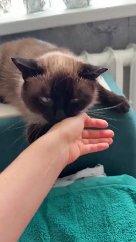 A Siamese cat lies on a teal cushion and bites a person's hand. The cat has dark brown fur on its face and ears, with lighter brown fur on its body. Its eyes are blue and wide. The person's hand is extended towards the cat, and the cat is biting its fingers. The background shows a windowsill with plants in pots wrapped in aluminum foil. The lighting is bright, suggesting daylight. The video is short, approximately 4 seconds long, and shows a close-up of the interaction between the cat and the person.