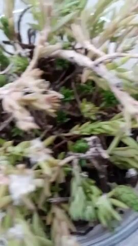 A close-up, blurry video shows a potted plant with green and brown leaves. The plant appears to be dry and somewhat neglected. The background is out of focus, but appears to be a concrete surface.