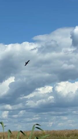 A bird with dark wings and a lighter belly flies through a partly cloudy blue sky over a field of dry grass and reeds. The bird is seen from below, and it is flying from left to right, then appears to turn and fly towards the viewer.