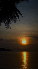 Ocean sunset with palm tree silhouette recorded in Mogán