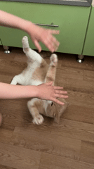 Early morning scenes from Chaikovsky show daily life moments