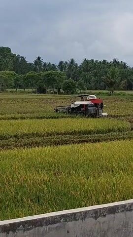 A combine harvester is operating in a field of ripe rice. The combine is a multi-colored machine with a red top section and a white bag or container. Two individuals are visible on the combine, one of whom appears to be operating the machine. The field is extensive and appears to have been partially harvested, with rows of cut rice stalks visible. In the background, there is a dense line of palm trees and other foliage, suggesting a tropical or subtropical environment. The sky is overcast with clouds. In the foreground, there is a low concrete structure, possibly a wall or barrier. The overall scene depicts agricultural activity.