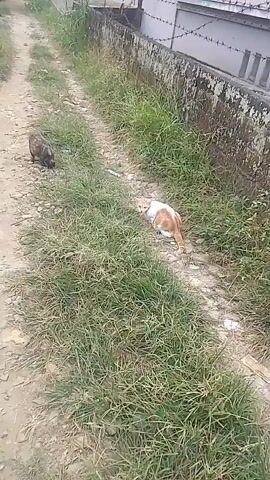 A drone shot captures a dirt path bordered by grass and a concrete wall with barbed wire. Two cats are visible: a dark-colored cat walks away from the camera on the left side of the path, and a ginger and white cat lies down in the grass on the right. The camera moves forward, showing the path leading to a distant building and trees. The ginger and white cat gets up and walks along the path.